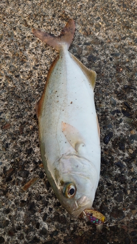 ショゴの釣果