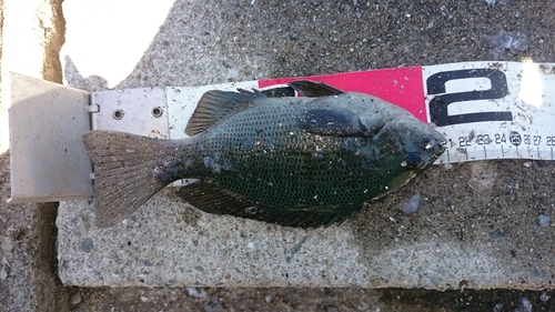 クチブトグレの釣果