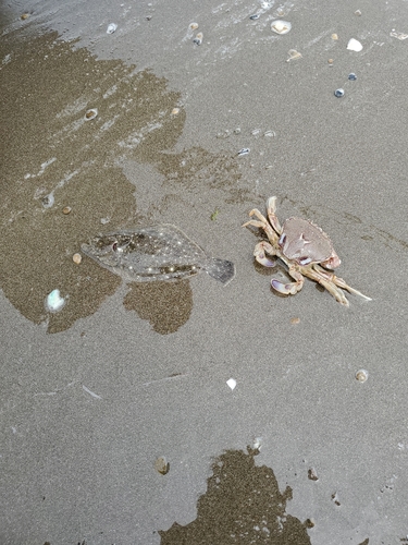 カニの釣果