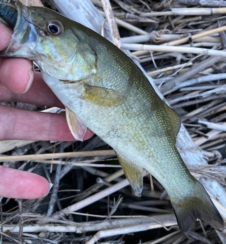 スモールマウスバスの釣果