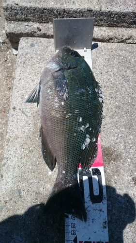 クチブトグレの釣果