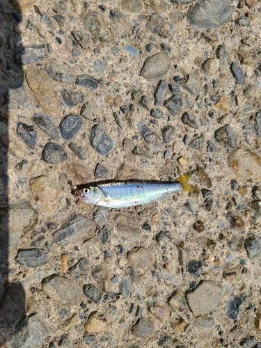 オイカワの釣果