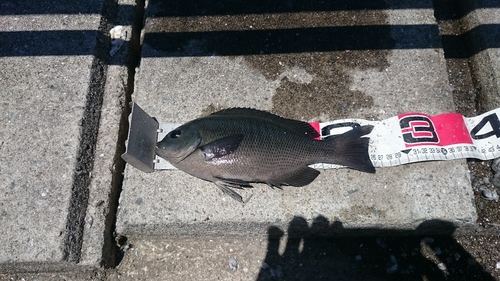 クチブトグレの釣果