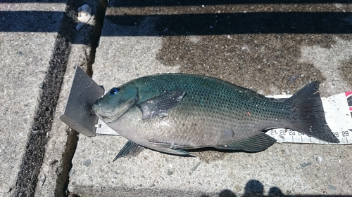 クチブトグレの釣果