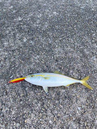 ツバスの釣果