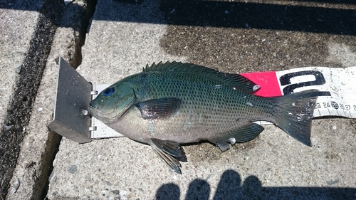 クチブトグレの釣果