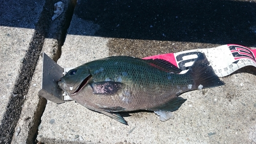 クチブトグレの釣果