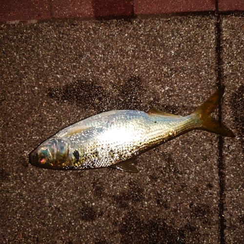 コノシロの釣果