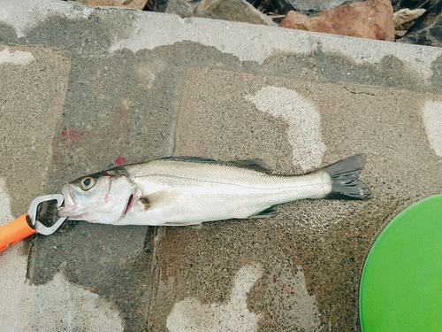 セイゴ（マルスズキ）の釣果