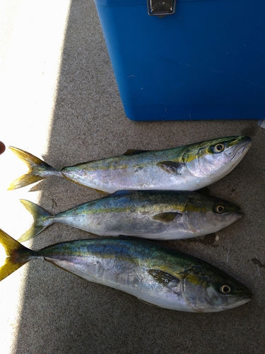 イナダの釣果