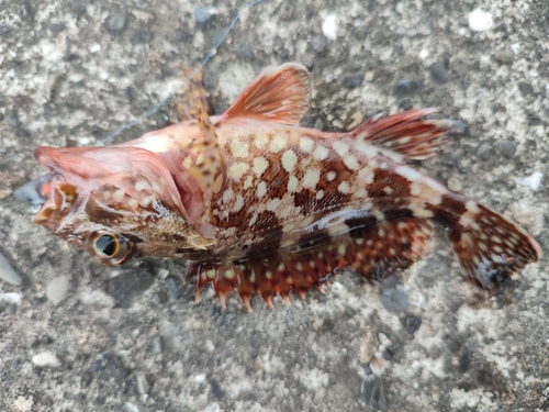 カサゴの釣果