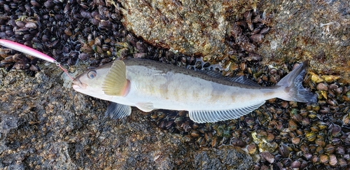 ホッケの釣果