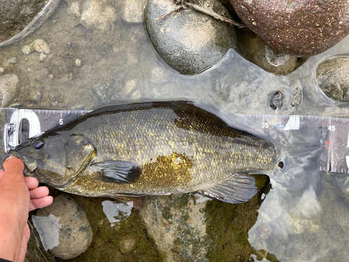 スモールマウスバスの釣果