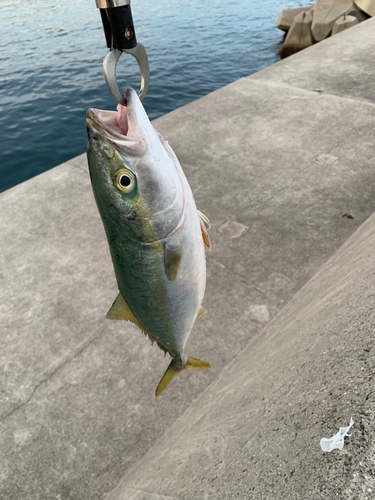 ツバスの釣果