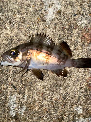 メバルの釣果