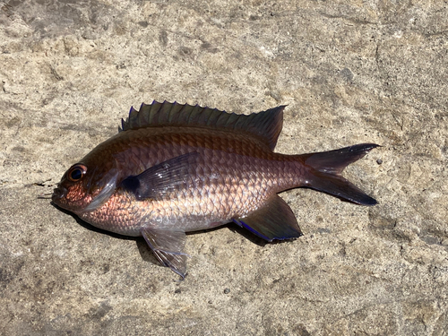 スズメダイの釣果