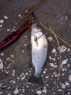 セイゴ（ヒラスズキ）の釣果