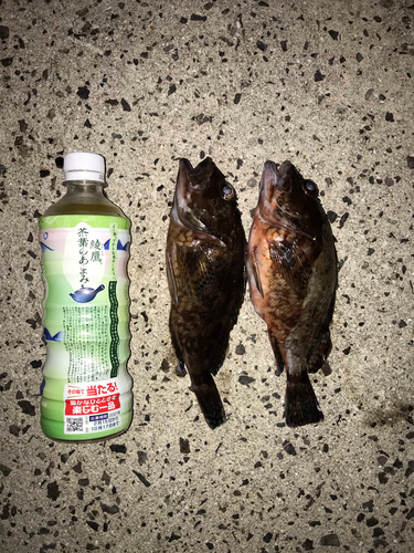 カサゴの釣果