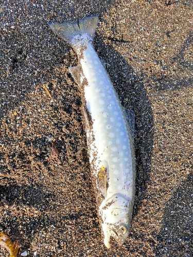 アメマスの釣果