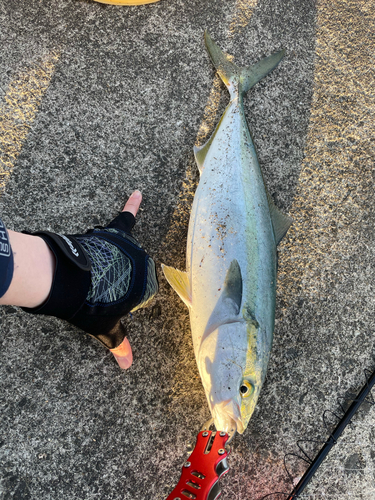 イナダの釣果