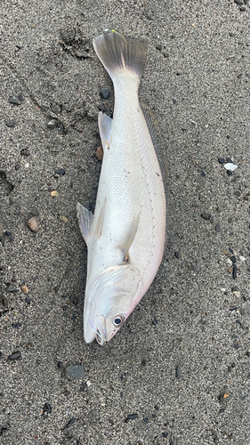 ニベの釣果