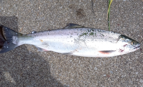 サクラマスの釣果