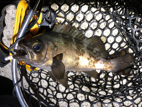 メバルの釣果