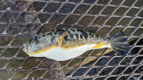 アカメフグの釣果