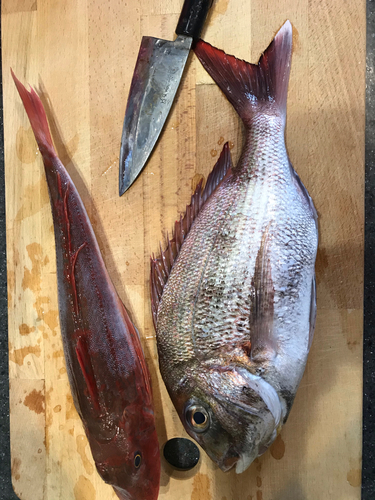 マダイの釣果