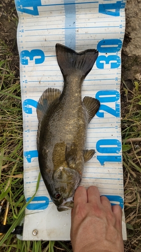 スモールマウスバスの釣果