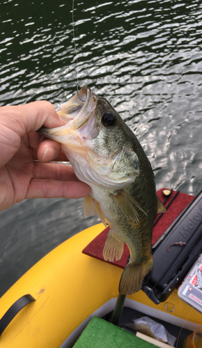 ブラックバスの釣果