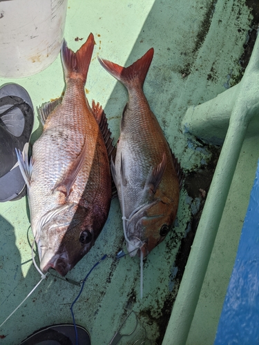 マダイの釣果