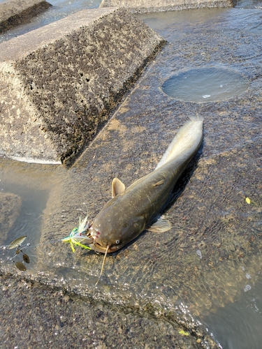 ナマズの釣果