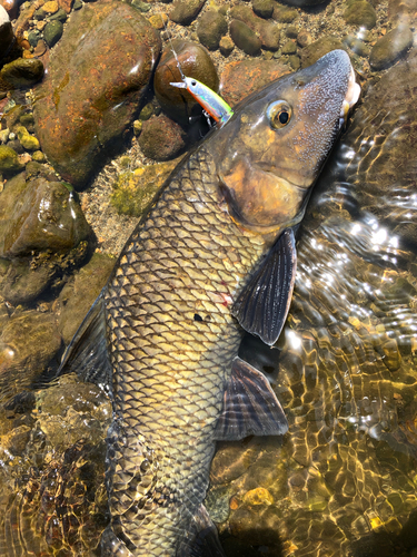 ニゴイの釣果