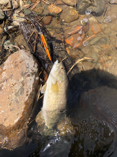 スモールマウスバスの釣果