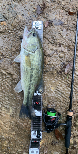 ブラックバスの釣果