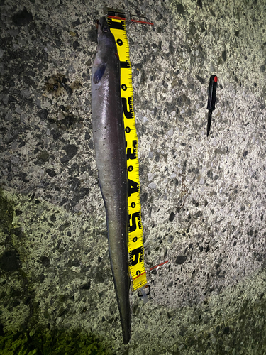 クロアナゴの釣果