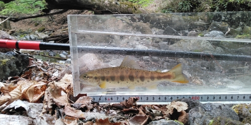 アマゴの釣果