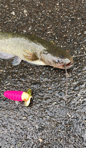 ナマズの釣果