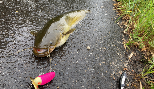 ナマズの釣果