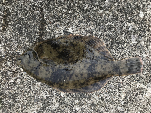 カレイの釣果