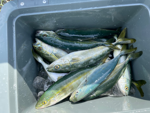 ワカシの釣果