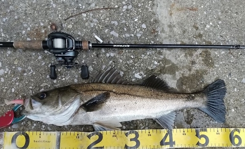 シーバスの釣果