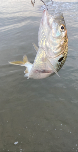 コノシロの釣果