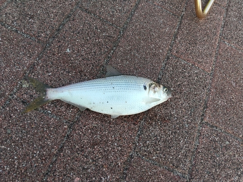 コノシロの釣果