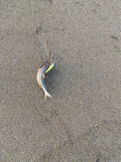 コノシロの釣果