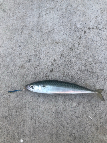 サバの釣果