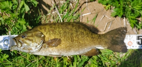 スモールマウスバスの釣果