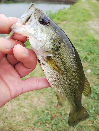 ラージマウスバスの釣果