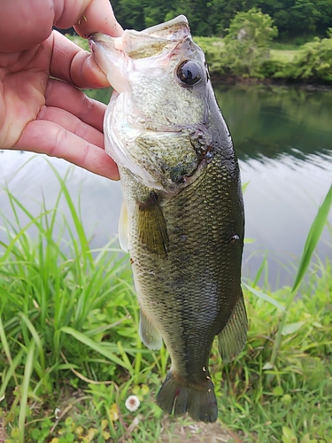 ラージマウスバスの釣果